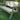 Consilium Garden Fence Bench with Backrest – Rustic Finish Outdoor Seating for Gardens, Patios, and Parks