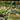 The Ultimate UK Guide to Dog-Safe Gardening: What Garden Plants Are Toxic to Dogs?