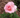 Bloom & Root® Rose Blend Topsoil