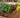 Premium Border Landscaping Bark Mulch