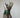 Salix Hybrid Americana Living Braided Willow Tree Sculpture 50cm, 15cm pot (50-04)