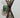 Salix Hybrid Americana Living Braided Willow Tree Sculpture 50cm, 15cm pot (50-04)