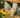 Golden Gravel Chippings