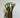 Salix Hybrid Americana Living Braided Willow Tree Sculpture 50cm, 15cm pot (50-07)