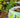 Premium Border Landscaping Bark Mulch