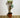Salix Hybrid Americana Living Braided Willow Tree Sculpture 50cm, 15cm pot (50-06)