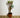 Salix Hybrid Americana Living Braided Willow Tree Sculpture 50cm, 15cm pot (50-06)