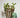 Salix Hybrid Americana Living Braided Willow Tree Sculpture 50cm, 15cm pot (50-06)