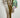 Salix Hybrid Americana Living Braided Willow Tree Sculpture 50cm, 15cm pot (50-06)