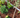 Premium Border Landscaping Bark Mulch