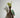 Salix Hybrid Americana Living Braided Willow Tree Sculpture 50cm, 15cm pot (50-08)