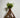 Salix Hybrid Americana Living Braided Willow Tree Sculpture 50cm, 15cm pot (50-01)