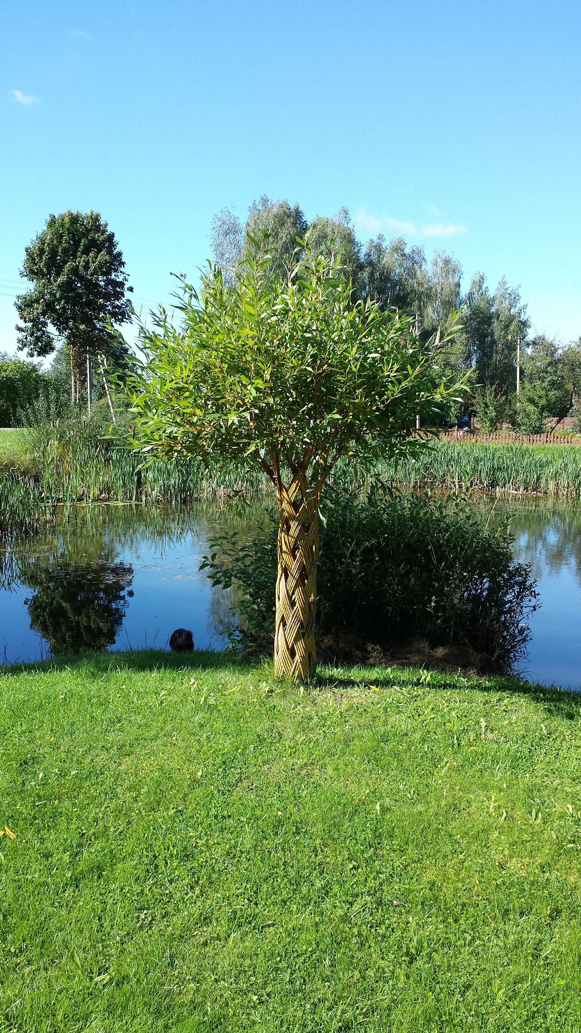 Arb Braid Tree Salix Hybrid Americana Living Braided Willow Tree Sculpture 50cm, 15cm ...