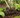 Landscaping Garden Bark Mulch