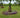 Salix Hybrid Americana Living Braided Willow Tree Sculpture 50cm, 15cm pot (50-01)