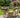 Hazels Companion Table And Chairs Set, Wooden Outdoor Dining Set