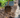 Farmyard Manure