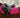 Close Contact GP Saddle Pad Orange