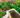 Bordermix® Welsh Topsoil for plants and flowers