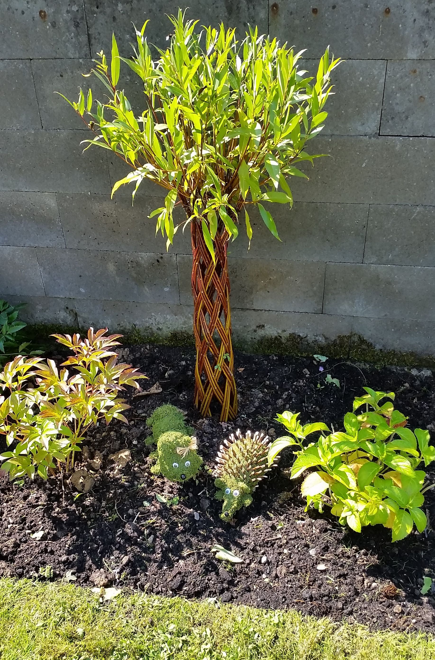 Arb Braid Tree Salix Hybrid Americana Living Braided Willow Tree Sculpture 50cm, 15cm ...