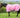 0g Detachable Neck Turnout Rug - Baby Pink