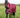 0g Detachable Neck Turnout Rug - Burgundy