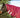 100g Burgundy Turnout Rug Neck Cover