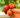 FruitBoost Welsh Topsoil for Fruits and Herbs