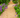 Golden Gravel Chippings