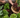 Allotment Pack Special Offer - Topsoil, Compost, Grit and Membrane
