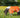 MINI 0g Turnout Rug - Orange