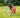 MINI 0g Turnout Rug - Orange