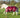 MINI 0g Turnout Rug - Burgundy