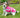 Waterproof Dog Coat - Raspberry