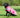 Waterproof Dog Coat - Raspberry