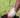 RootMax Tree Planting Soil - Deep Growth Support