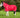 WIDE FIT 0g Detachable Neck Turnout Rug - Red