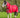WIDE FIT 0g Detachable Neck Turnout Rug - Red
