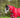 WIDE FIT 0g Detachable Neck Turnout Rug - Red