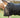 WIDE FIT 50g Horse Rug Liner