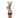 Salix Hybrid Americana Living Braided Willow Tree Sculpture 50cm, 15cm pot (50-04)